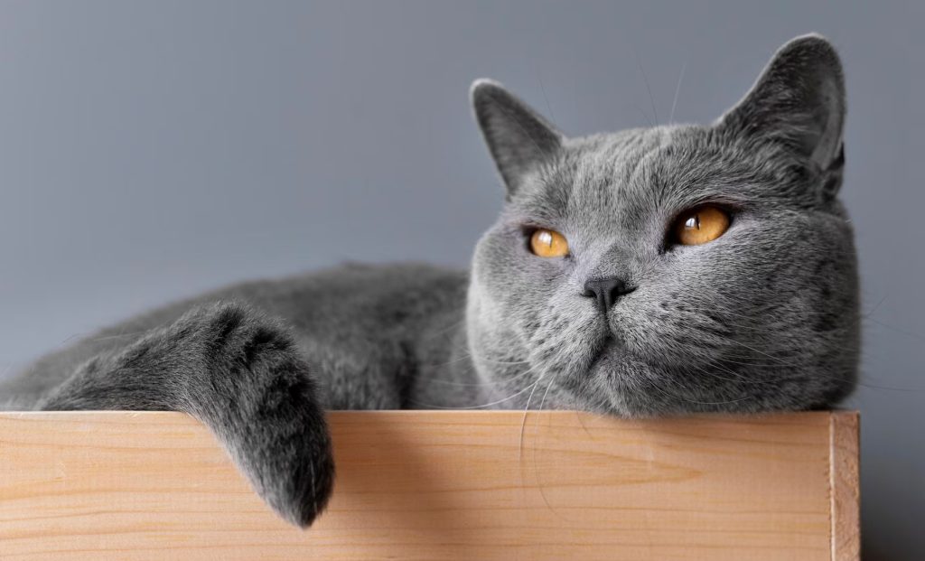 Missing Cat