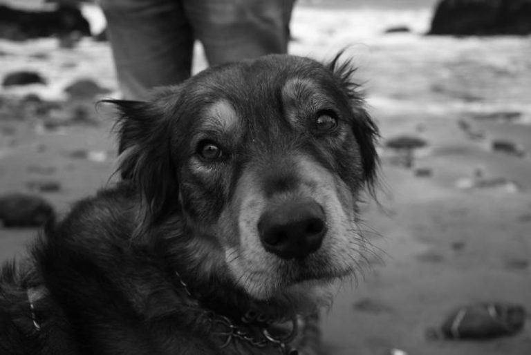 Lost Dogs Search