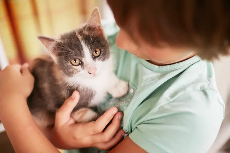 Find Your Cat