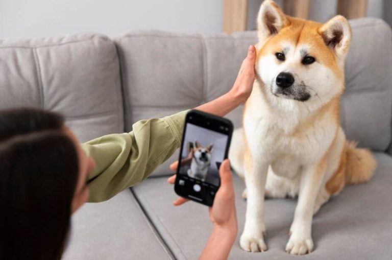 Missing Pet App