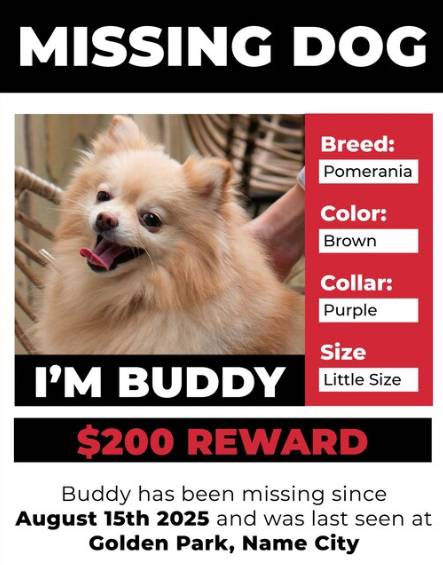 Missing Pets in Illinois